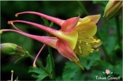 Karışık Renkli Haseki Küpesi Çiçeği Tohumu (20 Tohum)
