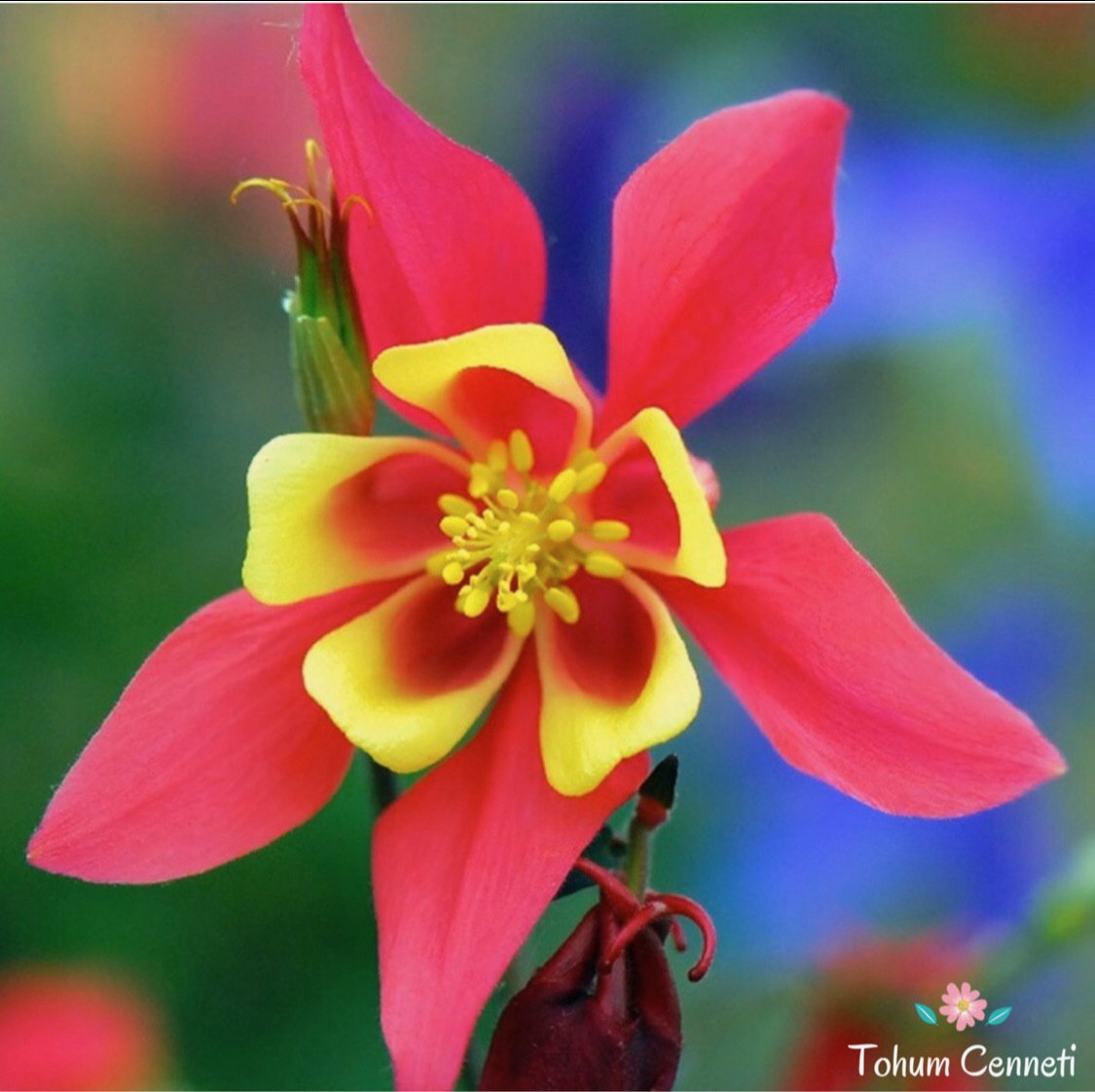 Karışık Renkli Haseki Küpesi Çiçeği Tohumu (20 Tohum)