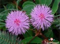 Mimoza Küstüm Çiçeği Tohumu (10 Tohum)