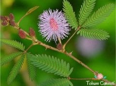 Mimoza Küstüm Çiçeği Tohumu (10 Tohum)