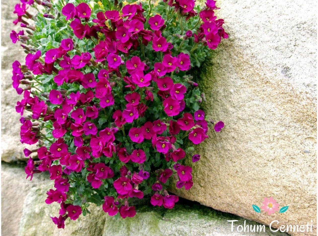 Karışık Renkli Obrizya Çiçeği Tohumu (25 Tohum)