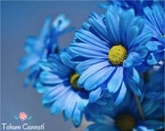 Mavi Papatya Çiçeği Tohumu (10 Tohum)