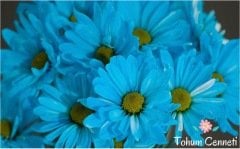 Mavi Papatya Çiçeği Tohumu (10 Tohum)
