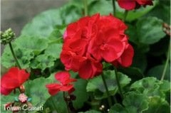 Karışık Renkli Sardunya Çiçeği Tohumu (5 Tohum)
