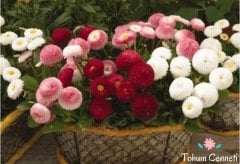 Karışık Renkli Şeker Tabağı (Çayır Papatyası) Çiçeği Tohumu (50 Tohum)
