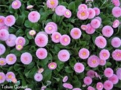 Karışık Renkli Şeker Tabağı (Çayır Papatyası) Çiçeği Tohumu (50 Tohum)