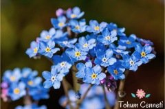 Mavi Unutma Beni Çiçeği Tohumu (25 Tohum)