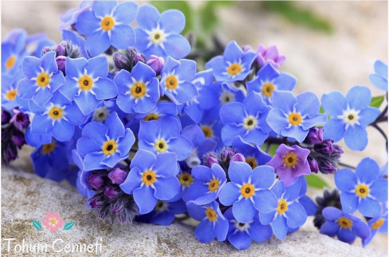 Mavi Unutma Beni Çiçeği Tohumu (25 Tohum)