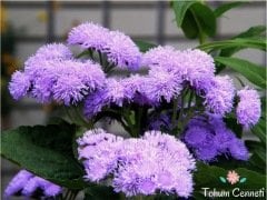 Mavi Vapur Dumanı Çiçeği Tohumu (100 Tohum)