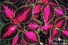 Karışık Renkli Kolyos (Coleus) Yaprak Güzeli Çiçeği Tohumu (50 Tohum)
