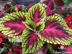 Karışık Renkli Kolyos (Coleus) Yaprak Güzeli Çiçeği Tohumu (50 Tohum)