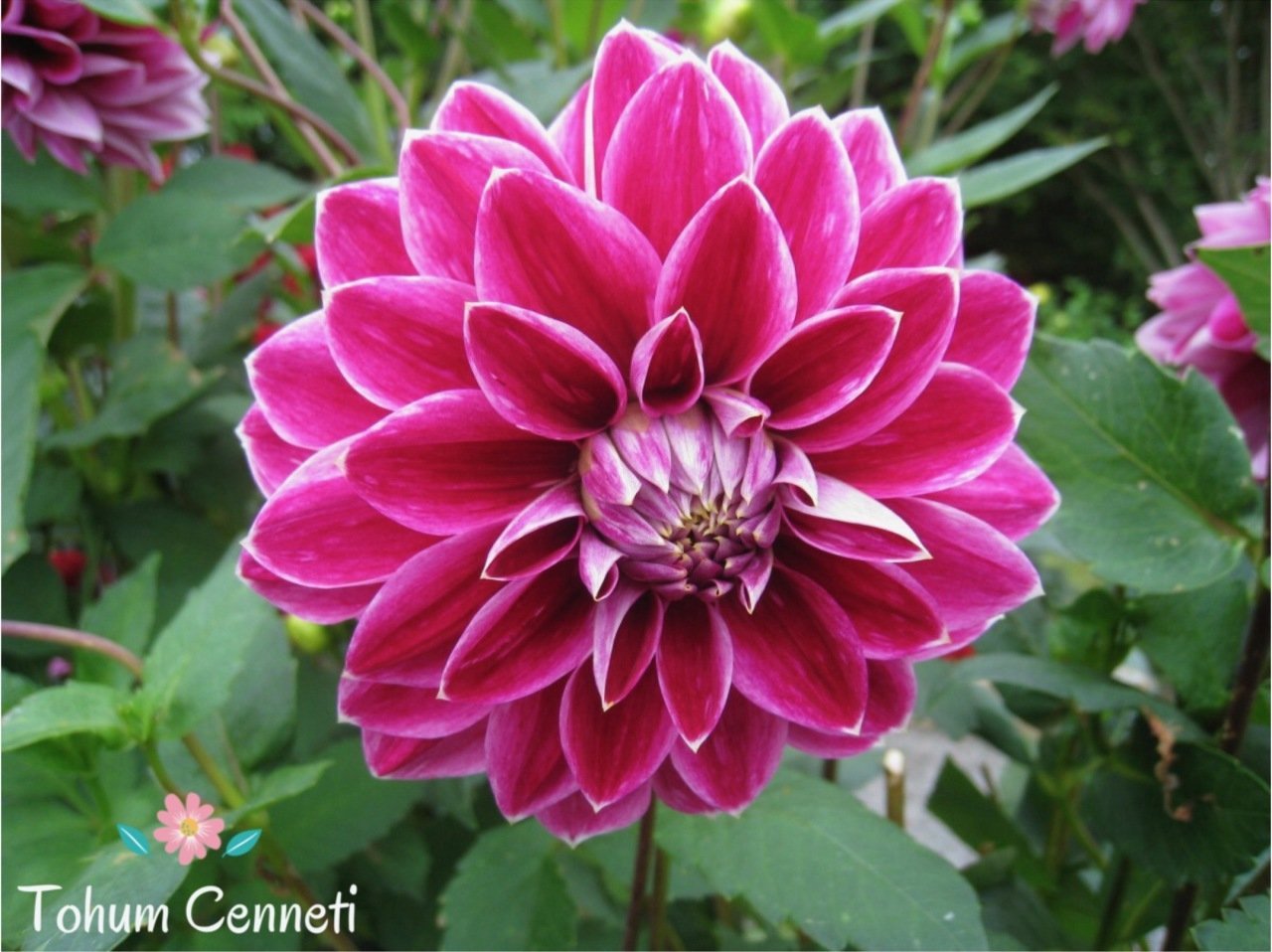 Karışık Renkli Dahlia Yıldız Çiçeği Tohumu (5 Tohum)