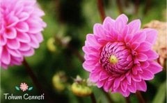 Karışık Renkli Dahlia Yıldız Çiçeği Tohumu (5 Tohum)