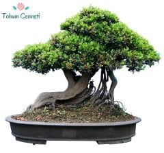 Bonsaiye Uygun Çınar Ağacı Tohumu (10 Tohum)