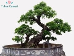 Bonsaiye Uygun Çınar Ağacı Tohumu (10 Tohum)