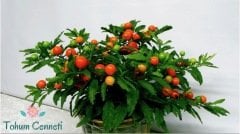 Solanum Kudüs Kirazı Tohumu (10 Tohum)