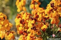 Sarı Renkli Şebboy Çiçeği Tohumu (30 Tohum)