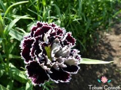 Siyah Beyaz Karanfil Çiçeği Tohumu (20 Tohum)