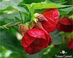 Karışık Renkli Abutilon Çiçeği Tohumu (10 Tohum)