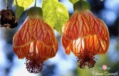 Karışık Renkli Abutilon Çiçeği Tohumu (10 Tohum)