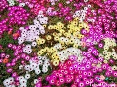 Karışık Renkli Buz Çiçeği Tohumu (250 Tohum)