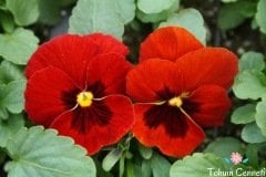 Kırmızı Dev Hercai Menekşe Çiçeği Tohumu (30 Tohum)