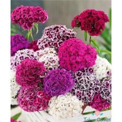 Karışık Renkli Katmerli Hüsnüyusuf Çiçeği Tohumu (50 Tohum)