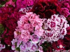 Karışık Renkli Katmerli Hüsnüyusuf Çiçeği Tohumu (50 Tohum)