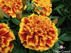 Karagöz Kadife Çiçeği Tohumu (25 Tohum)