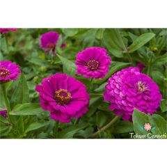 Mor Renkli Kirli Hanım Çiçeği Tohumu (30 Tohum)