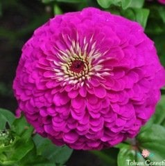 Mor Renkli Kirli Hanım Çiçeği Tohumu (30 Tohum)