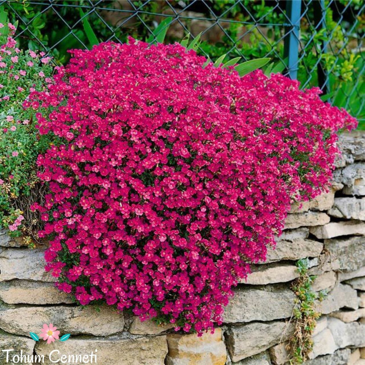 Kırmızı Renkli Obrizya Çiçeği Tohumu (25 Tohum)