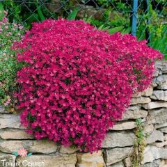 Kırmızı Renkli Obrizya Çiçeği Tohumu (25 Tohum)