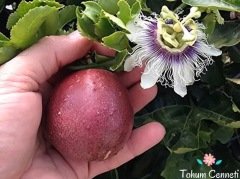 Passiflora Meyvesi Tohumu (5 Tohum)
