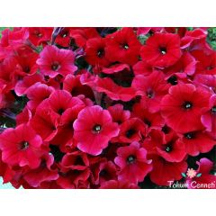 Kırmızı Renkli Bodur Petunya Çiçeği Tohumu (200 Tohum)