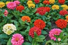Karışık Renkli Zinnia Çiçeği Tohumu (25 Tohum)