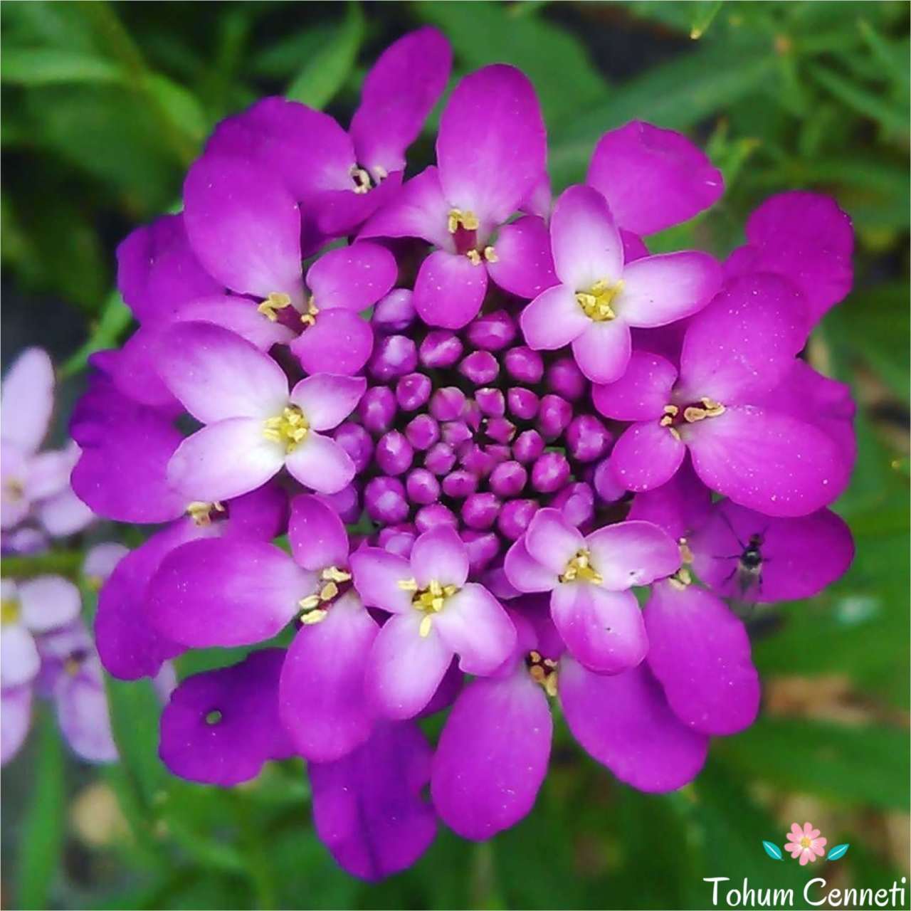 Leylak Renkli Girit Çiçeği Tohumu (50 Tohum)