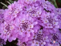 Leylak Renkli Girit Çiçeği Tohumu (50 Tohum)