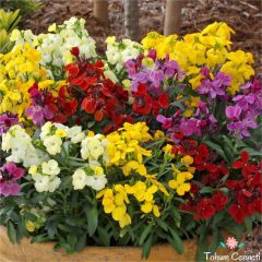 Karışık Renkli Kokulu Şebboy Çiçeği Tohumu (30 Tohum)