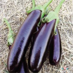 Aydın Siyahı Patlıcan Tohumu (500 Tohum)