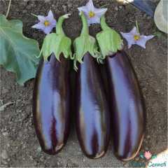 Aydın Siyahı Patlıcan Tohumu (500 Tohum)