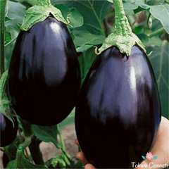 Siyah Topan Patlıcan Tohumu (500 Tohum)