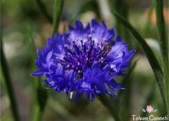 Mavi Kantaron Çiçeği Tohumu (30 Tohum)