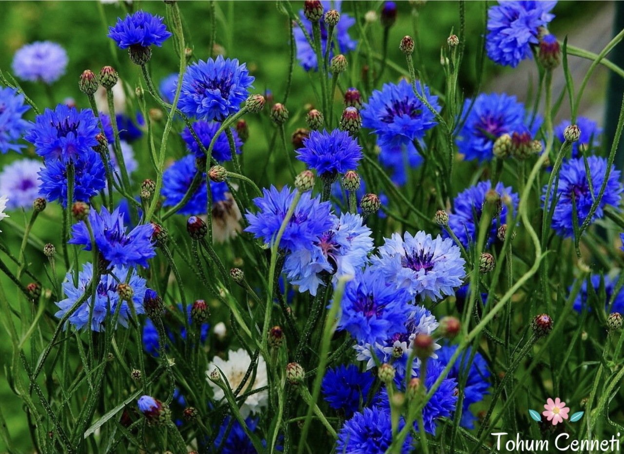Mavi Kantaron Çiçeği Tohumu (30 Tohum)