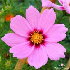 Pembe Renkli Kozmos Çiçeği Tohumu (25 Tohum)