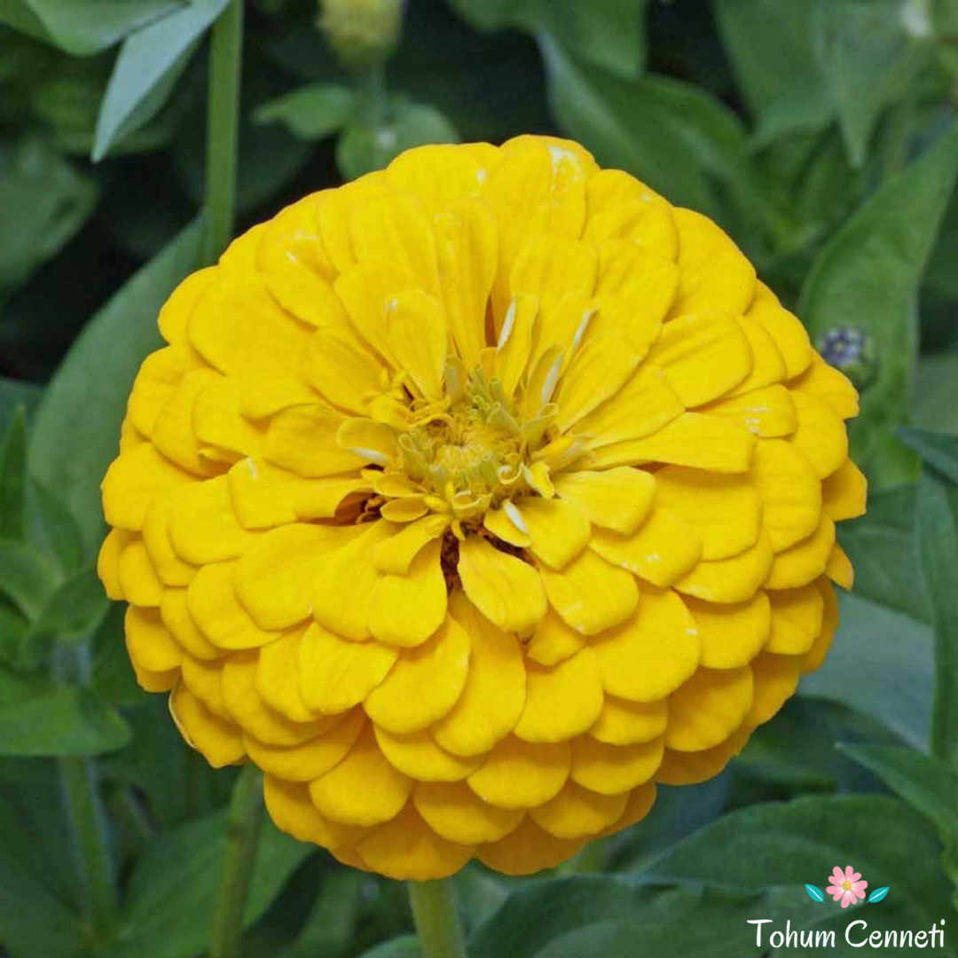 Sarı Renkli Kirli Hanım Çiçeği Tohumu (30 Tohum)