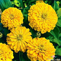 Sarı Renkli Kirli Hanım Çiçeği Tohumu (30 Tohum)
