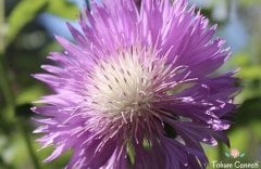 Karışık Renkli Sultan Çiçeği Tohumu (25 Tohum)