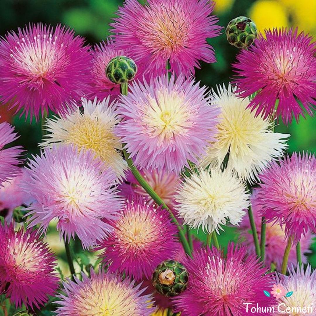 Karışık Renkli Sultan Çiçeği Tohumu (25 Tohum)