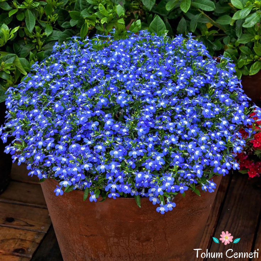 Mavi Renkli Lobelya Çiçeği Tohumu (500 Tohum)